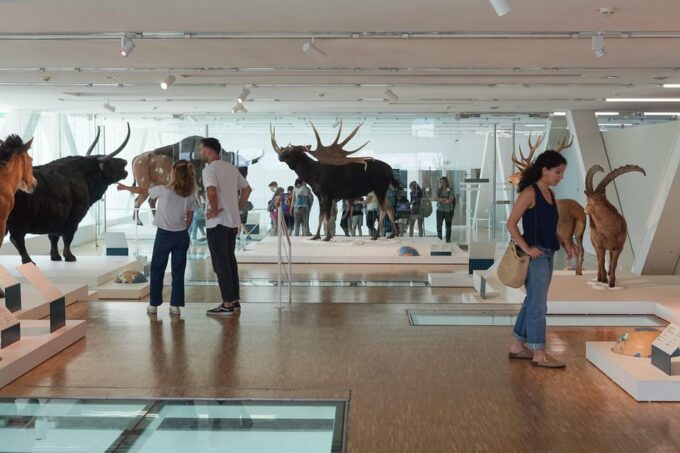 Marseille: Cosquer Cave Ticket & Panier District Audio Tour - Frequently Asked Questions