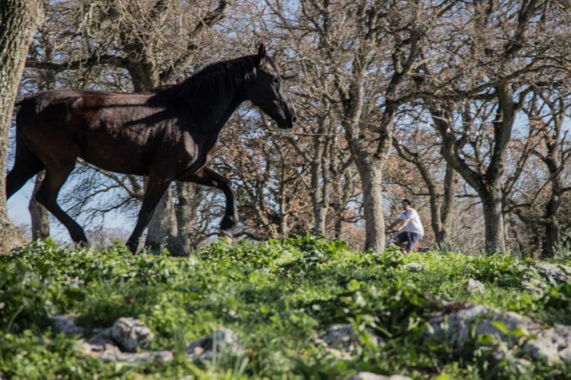 Martina Franca E-Bike Tour and Visit to a Breeding - Activity Highlights