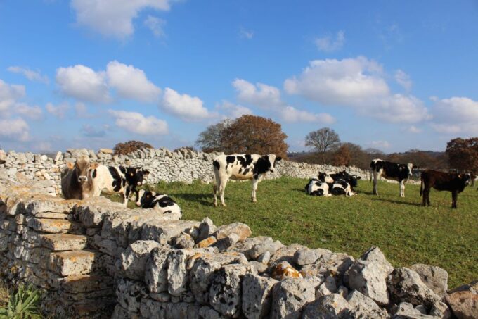 Martina Franca E-Bike Tour and Visit to a Breeding - Farm Visit and Tastings