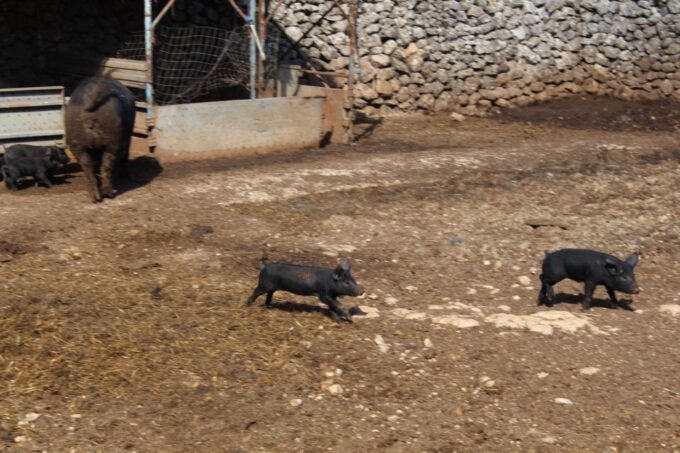 Martina Franca E-Bike Tour and Visit to a Breeding - Guided Experience