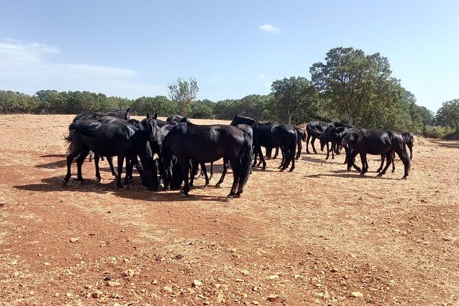 Martina Franca E-Bike Tour . Visit a Breeding and a Dairy Farm - About Your Stay
