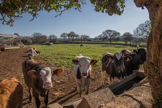 Martina Franca E-Bike Tour . Visit a Breeding and a Dairy Farm - Meeting and Pickup