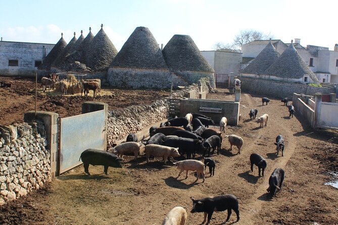 Martina Franca E-Bike Tour . Visit a Breeding and a Dairy Farm - Farm Visit and Tastings
