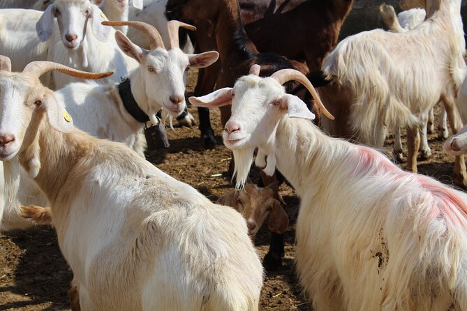 Martina Franca E-Bike Tour . Visit a Breeding and a Dairy Farm - Accessibility and Transportation