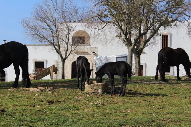 Martina Franca E-Bike Tour . Visit a Breeding and a Dairy Farm - Booking and Confirmation