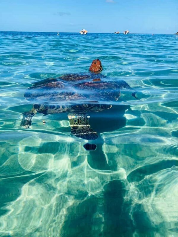 Martinique: Cruise and Snorkel with Turtles, Fish, and Corals - The Bottom Line: Who Will Love This Tour?