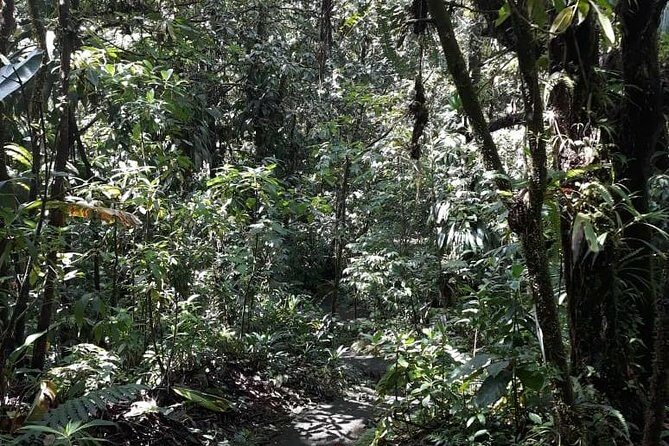 Martinique North Island Private Tour - Practicalities and Considerations