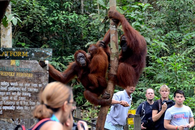 Marvellous Creature Orangutan : Sarawak Semenggoh Wildlife Centre Tour - Tour Highlights