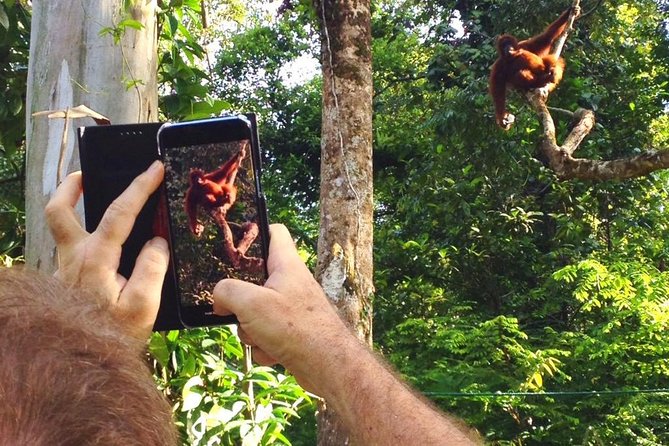 Marvellous Creature Orangutan : Sarawak Semenggoh Wildlife Centre Tour - Customer Feedback