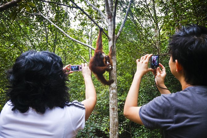Marvellous Creature Orangutan : Sarawak Semenggoh Wildlife Centre Tour - Tour Inclusions and Logistics