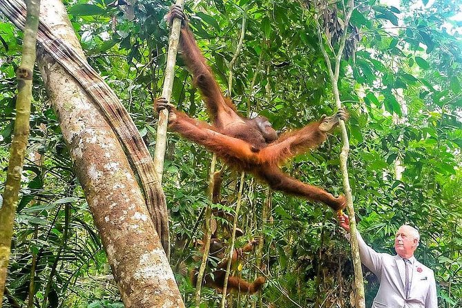 Marvellous Creature Orangutan : Sarawak Semenggoh Wildlife Centre Tour - Semenggoh Wildlife Centre Experience