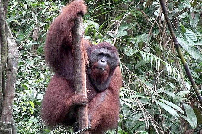 Marvellous Creature Orangutan : Sarawak Semenggoh Wildlife Centre Tour - Notable Customer Experiences