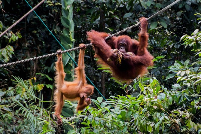 Marvellous Creature Orangutan : Sarawak Semenggoh Wildlife Centre Tour - Reported Issues and Concerns