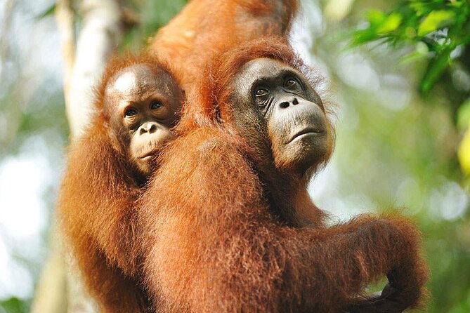 Marvellous Creature Orangutan : Sarawak Semenggoh Wildlife Centre Tour - Operator Commitment and Contact