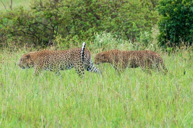 Masai Mara 3 Day Safari | Private 4WD Jeep Tour - Pickup and Accessibility