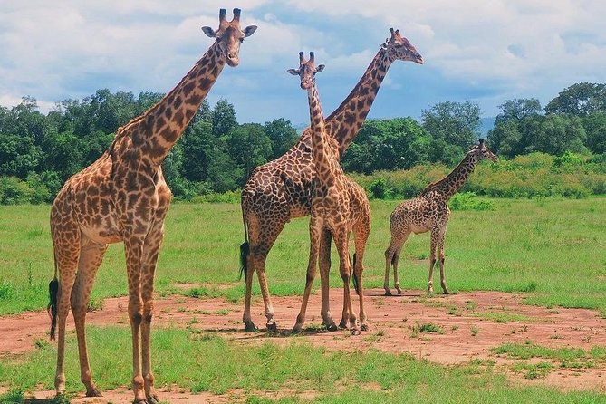 Masai Mara 3 Day Safari | Private 4WD Jeep Tour - Physical Fitness Requirements