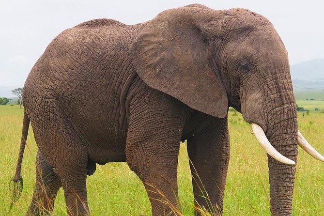 Masai Mara 3 Day Safari | Private 4WD Jeep Tour - Confirmation and Booking