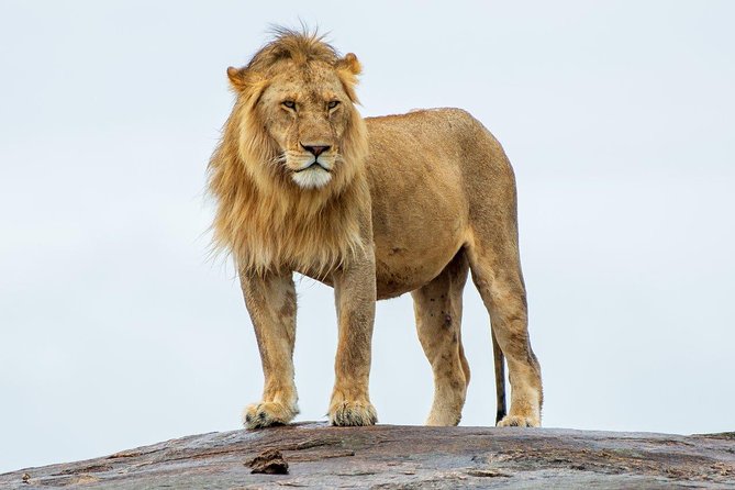 Masai Mara 3 Day Safari | Private 4WD Jeep Tour - Private Tour Experience