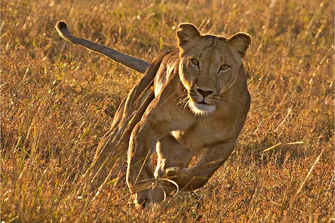 Masai Mara 3 Days Luxury Tented Safari - Included Activities