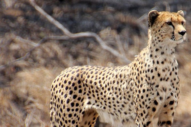 Masai Mara 3 Days Luxury Tented Safari - Transportation