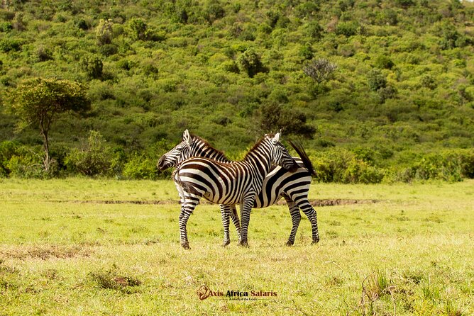 Masai Mara 3 Days Tour Safari Private 4WD Landcruiser - Reviews and Ratings