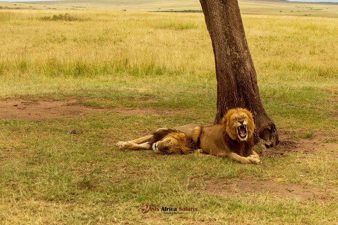 Masai Mara 3 Days Tour Safari Private 4WD Landcruiser - Highlights of the Safari