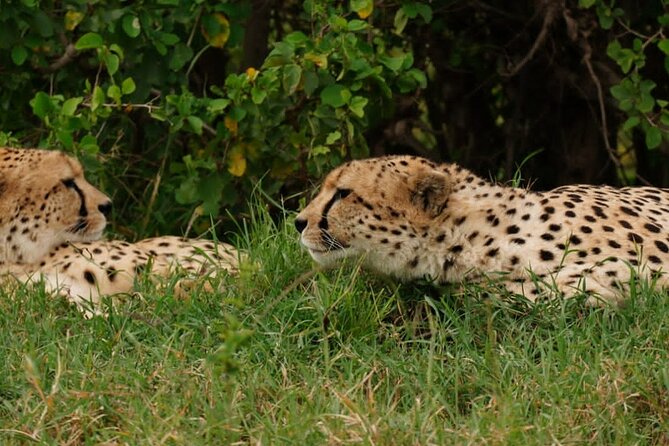 Masai Mara 3Days Safari Adventure - Health and Accessibility