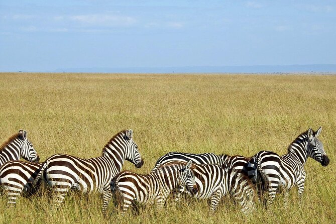 Masai Mara 3Days Safari Adventure - Reviews and Ratings