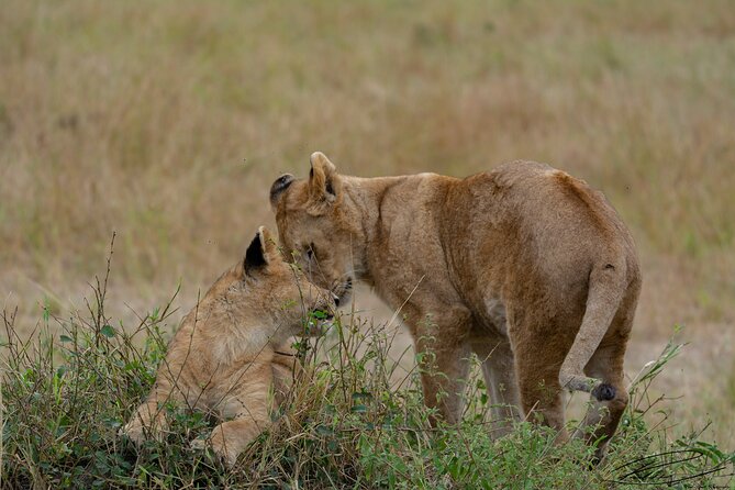 Masai Mara 3Days Safari Adventure - Itinerary
