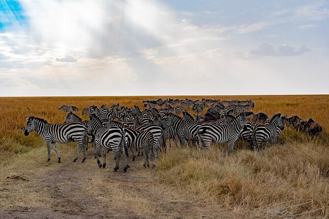 Masai Mara 3Days Safari Adventure - Booking and Cancellation