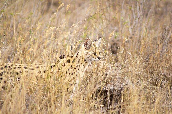 Masai Mara 3Days Safari Adventure - Recap