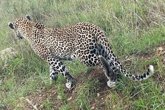 Masai Mara, Amboseli National Park 5days Safari. - Accessibility and Additional Information
