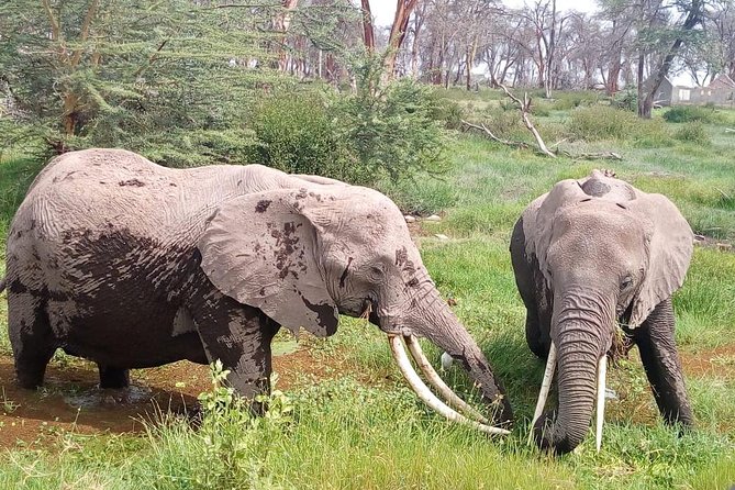 Masai Mara Full Day Tour From Nairobi, Naivasha or Nakuru - Pickup and Accessibility