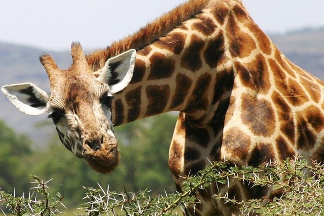Masai Mara Game Reserve Safari Tour, 4 Days 3 Nights - Traveler Recommendations