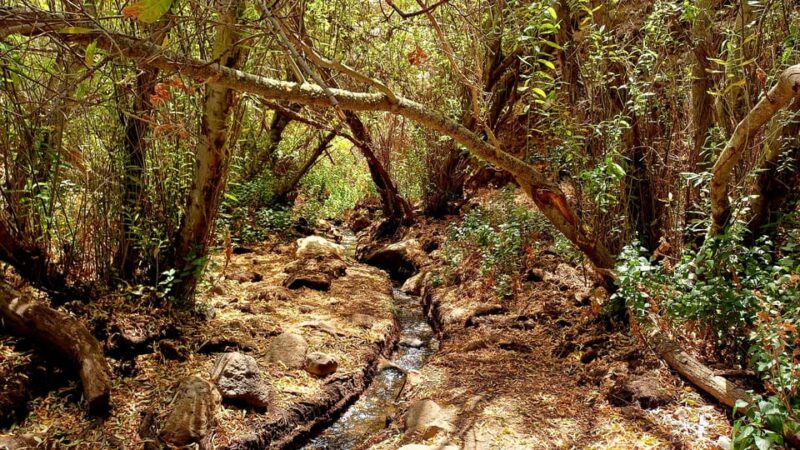 Maspalomas: Barranco De Los Cernicalos Rainforest Hike - Included Amenities