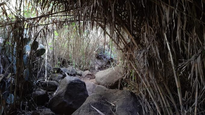 Maspalomas: Barranco De Los Cernicalos Rainforest Hike - Suitability Restrictions