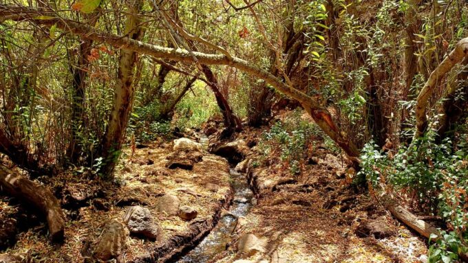 Maspalomas: Barranco De Los Cernicalos Rainforest Hike - Native Guides and Insights