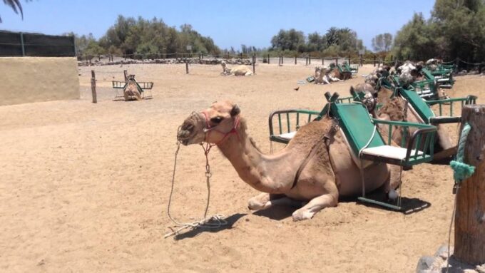 Maspalomas: E-Bike Tour Optional Camel Ride - Getting There