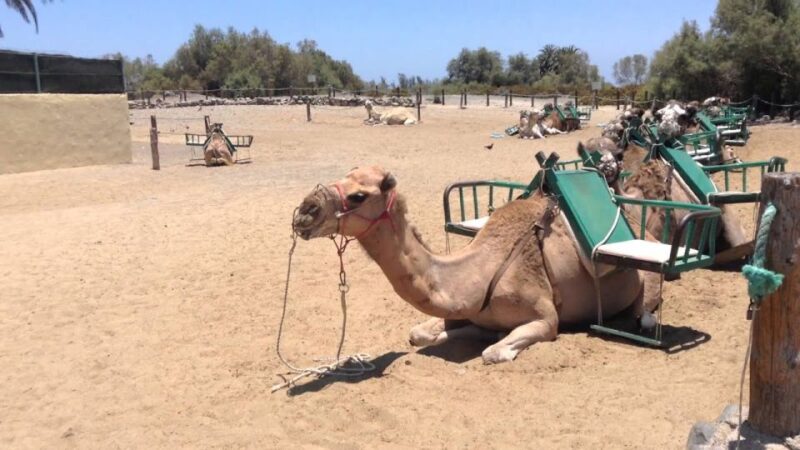 Maspalomas: E-Scooter Chopper 2 Seat Optional Camel Tour - Inclusions and Highlights