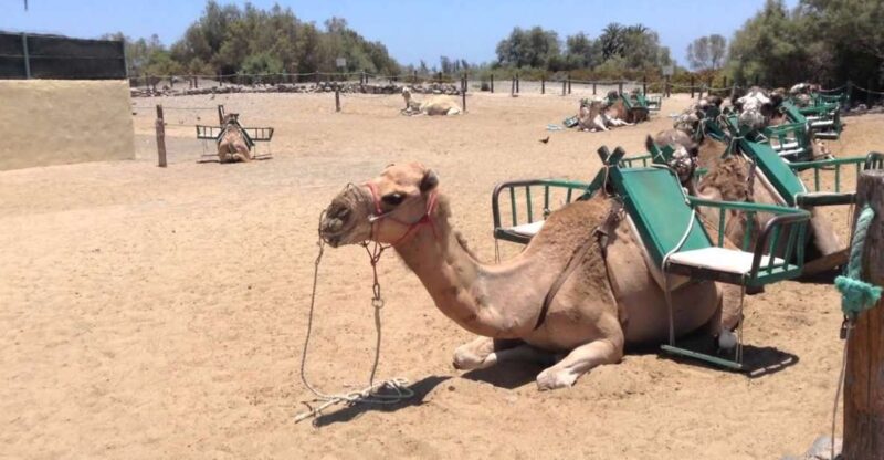 Maspalomas: E-Scooter Chopper 2 Seat Optional Camel Tour - Tour Restrictions and Requirements