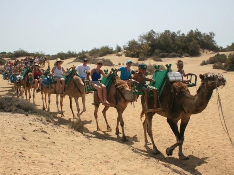 Maspalomas: Guided Camel Ride in the Maspalomas Sand Dunes - Pricing and Booking