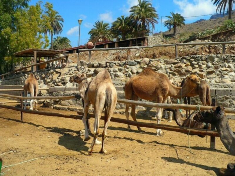 Maspalomas: Guided Camel Ride in the Maspalomas Sand Dunes - Discovering Desert Landscapes