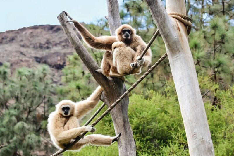 Maspalomas: Palmitos Park Ticket With Dolphin and Bird Shows - Park Overview and Attractions