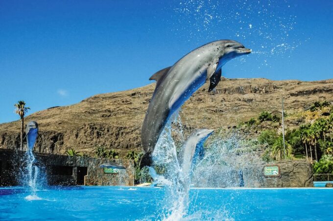 Maspalomas: Palmitos Park Ticket With Dolphin and Bird Shows - Getting to Palmitos Park