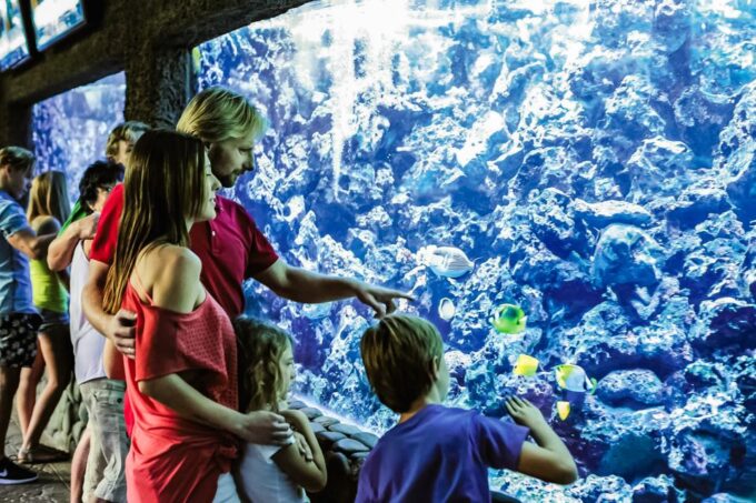Maspalomas: Palmitos Park Ticket With Dolphin and Bird Shows - What to Expect at the Shows