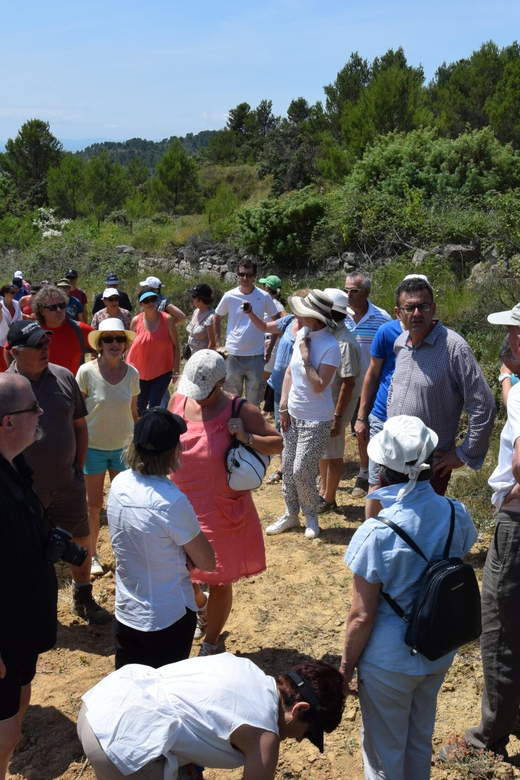 Massmamier La Mignarde: Wine Tasting - Experience and Itinerary