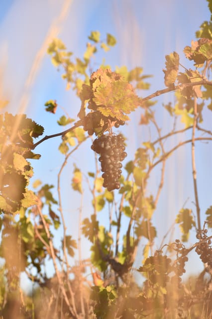 Massmamier La Mignarde: Wine Tasting - Meeting Point and Availability