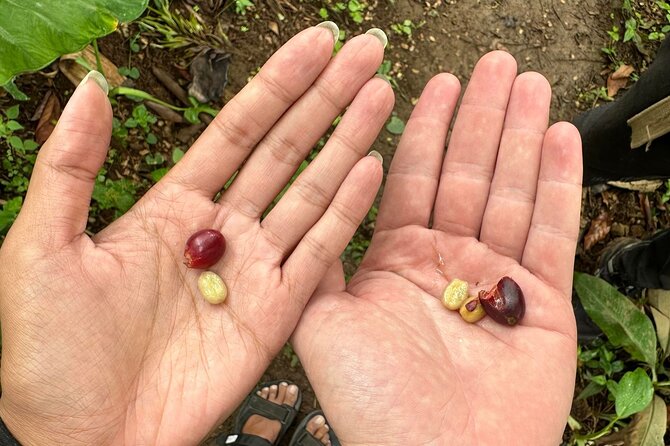 Materuni Waterfall and Coffee Plantation Half Day Tour - Inclusions