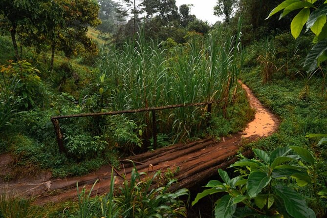 Materuni Waterfall Hike & Coffee Tour - Inclusions