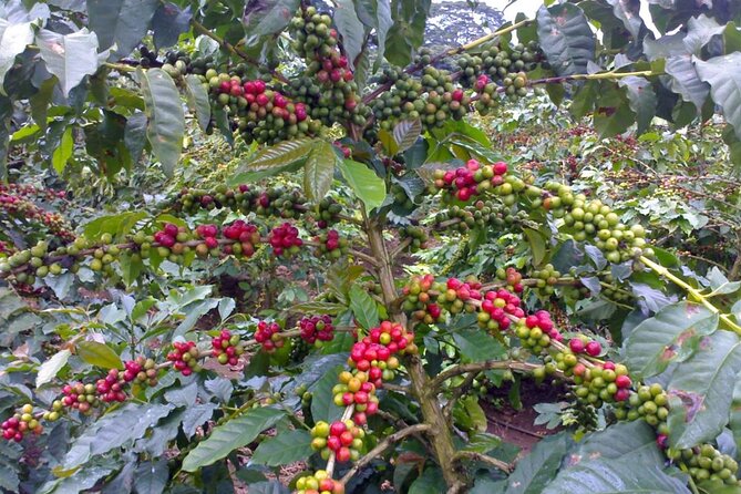 Materuni Waterfall Hike & Coffee Tour - The Coffee Tour